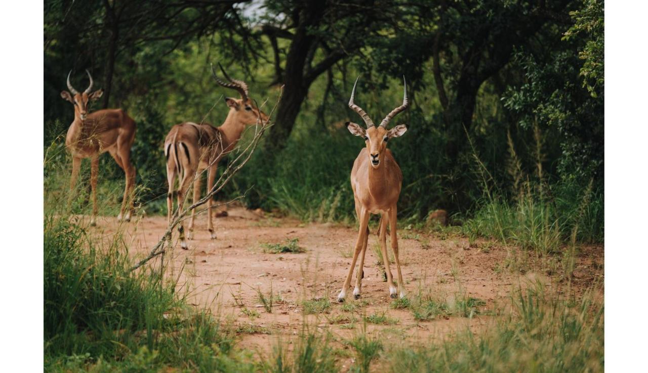 Matatane Camp - Babanango Game Reserve * Nkwalini