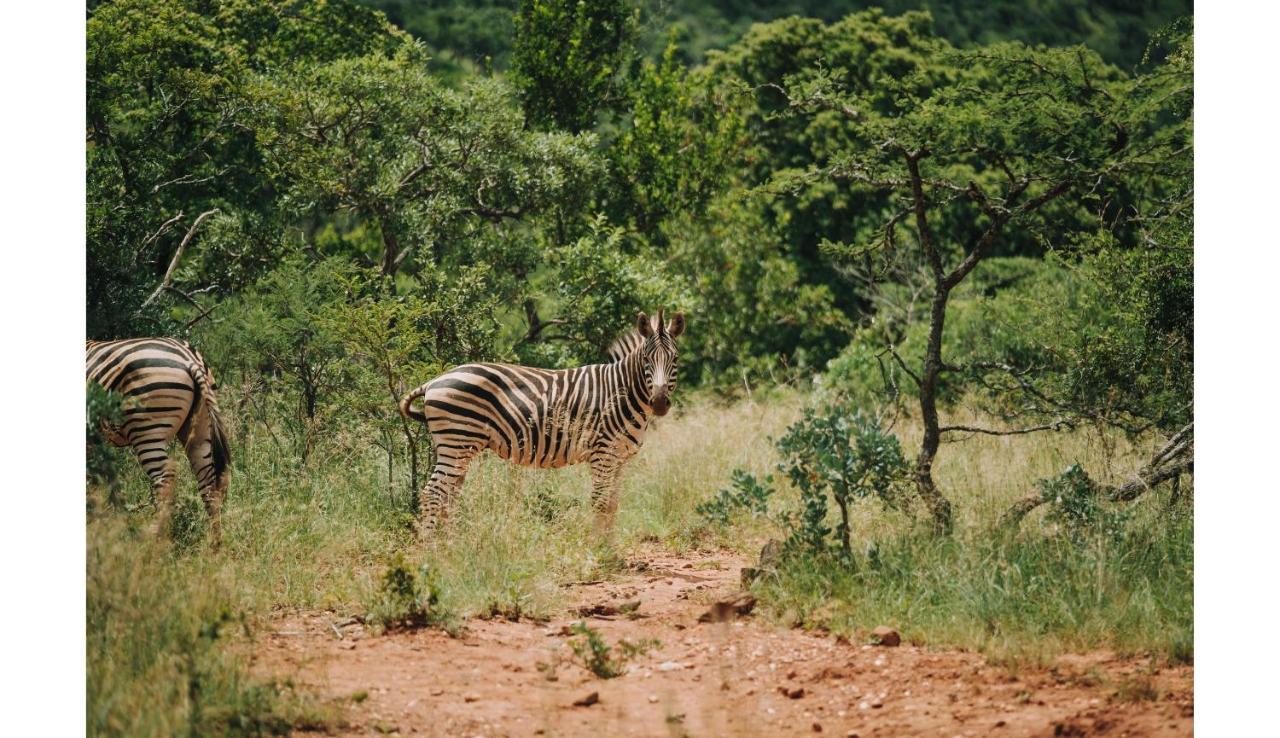Matatane Camp - Babanango Game Reserve